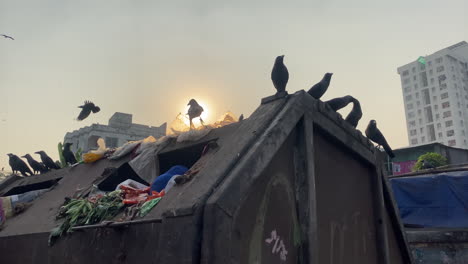 Silhouette-of-birds-sitting-on-top-of-garbage-container,-Dhaka-city-suburbs-in-background
