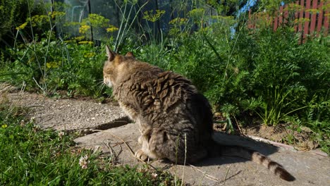 Cute-brown-cat-cleaning-itself-in-garden-setting