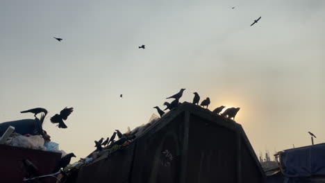 Silhouette-of-birds-flying-around-piles-of-trash-in-city-downtown,-sunset-time