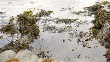 A-camera-gently-tilts-up-to-reveal-an-ebbing-tide-slowly-moving-seaweed-around-a-rockpool-and-against-barnacle-covered-rocks-in-Scotland