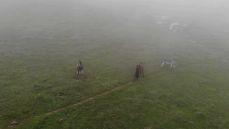 Luftaufnahme-Von-Wildpferden,-Die-Auf-Einem-Hügel-Mit-Rollenden-Wolken-Im-Paviantal-In-Kaschmir-Grasen