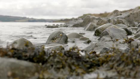 A-shallow-depth-of-field-shows-a-gentle-ebbing-tide-slowly-moving-seaweed-against-barnacle-covered-rocks-in-Scotland