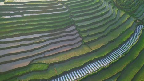 Orbit-drone-shot-of-small-young-paddy-plant-that-planted-on-the-flooded-terraced-rice-field