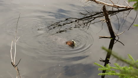Vergrößern-Sie-Einen-Otter,-Der-In-Einem-See-Inmitten-Des-Waldes-Schwimmt