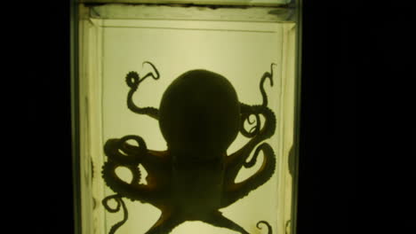 Creepy-sea-life-specimens-including-an-octopus