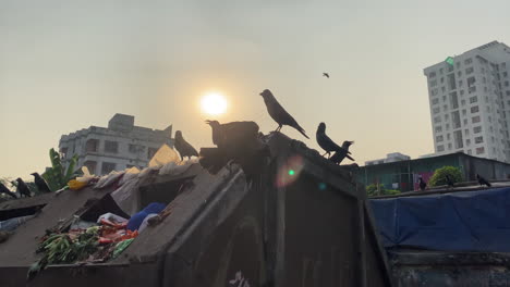 Birds-perched-on-garbage-dumpsters-where-they-feed