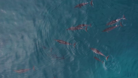 Vista-De-Arriba-Hacia-Abajo-De-La-Vaina-De-Delfines-Giratorios-Nadando-En-El-Océano-Pacífico-De-Hawaii---Disparo-De-Drones