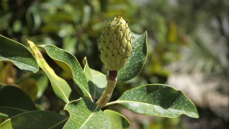 Magnolia-Tree-Fruit-And-Leaves-On-A-Sunny-Summer-Day