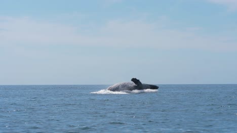Humpback-Whale-breach-clear-water-in-the-ocean