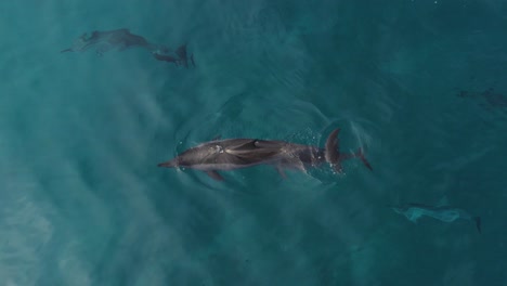 Spinner-Dolphins-Swimming-In-The-Ocean,-Makua,-Oahu,-Hawaii---aerial-drone-shot