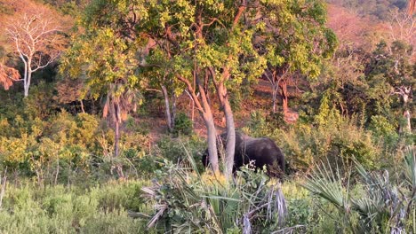 An-African-elephant-walking-through-the-safari-in-the-early-evening-as-the-sun-is-setting-1
