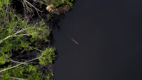 Crocodile-swimming-in-the-mangroves-of-La-Ventanilla,-near-Mazunte,-Oaxaca