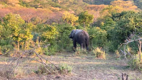 An-African-elephant-walking-through-the-safari-in-the-early-evening-as-the-sun-is-setting-2