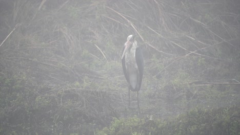 A-lesser-adjutant-stork-standing-on-a-riverbank-in-the-Chitwan-National-Park-in-the-early-morning-fog