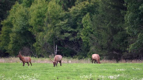Three-bull-elk-grazing-in-a-grassy-meadow-in-the-early-evening-with-the-evergreens-and-mountains-in-the-background-1