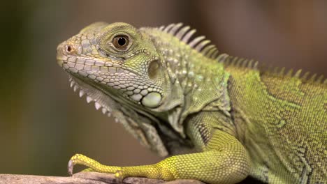 A-portrait-shot-of-an-iguana-resting-on-a-branch-with-a-nice-blurry-background-1