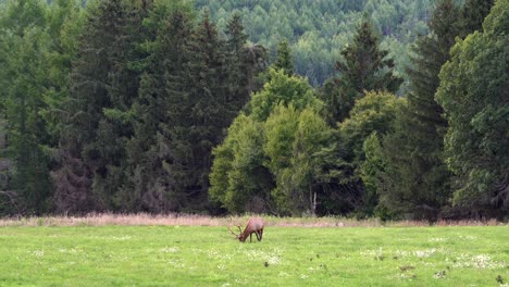 One-bull-elk-grazing-in-a-grassy-meadow-in-the-early-evening-with-the-evergreens-and-mountains-in-the-background