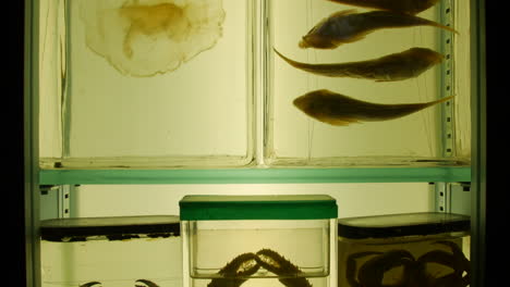 Gruselige-Exemplare-Des-Meereslebens,-Darunter-Krabben,-Fische-Und-Quallen