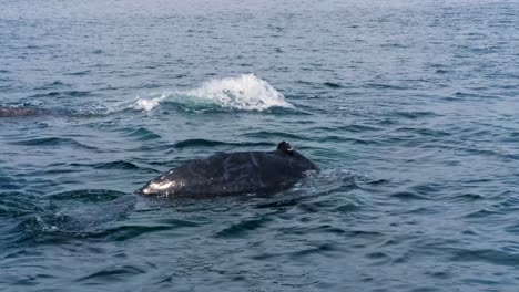 Zwei-Große-Buckelwale-Tauchen-Auf,-Um-Luft-Zu-Holen,-Und-Tauchen-Mit-Ikonischen-Schwänzen-Wieder-Ab