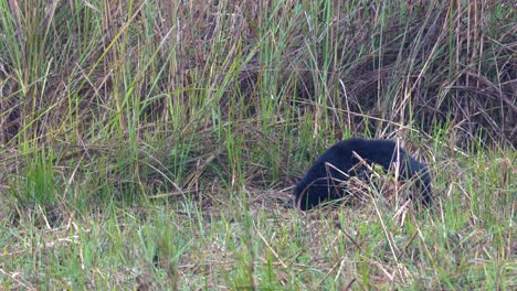 A-sloth-bear-digging-around-in-the-jungle-grass-looking-for-a-meal