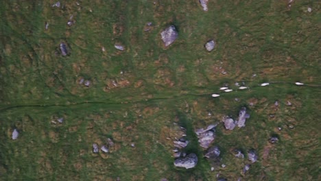 Aerial-shot-of-six-sheep-running-along-a-pathway-in-a-line-between-rocks-in-a-grassy-field-in-New-Zealand