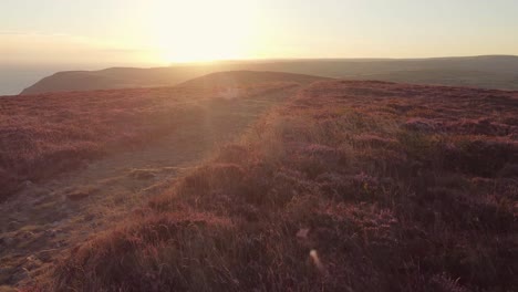 Sonnenaufgangsdrohne-Aus-Der-Luft-Mit-Wunderschönem-Lila-Heidekraut-Und-Hügeligen-Grünen-Feldern-Exmoor-Devon-Uk-4k