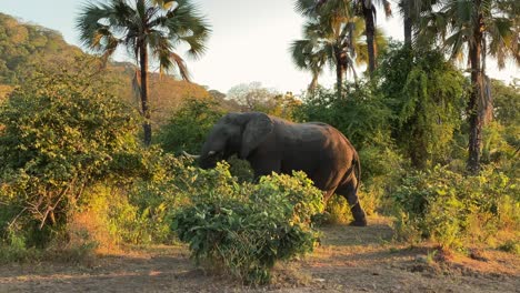 An-African-elephant-walking-through-the-safari-in-the-early-evening-as-the-sun-is-setting