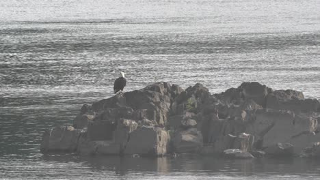 Ein-Weißkopfseeadler,-Der-Auf-Einem-Felsen-Im-Susquehanna-Fluss-Sitzt-Und-Auf-Eine-Morgenmahlzeit-Wartet