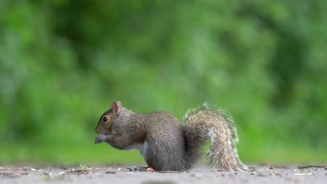 Ein-Graues-Eichhörnchen,-Das-Samen-Vom-Boden-In-Der-Nähe-Des-Waldes-Frisst