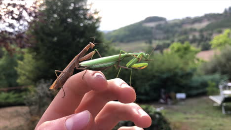 Two-European-praying-mantis-rest-on-the-hand-of-an-explorer,-Italian-countryside,-forest-and-fields