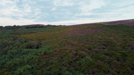 Beautiful-Sunrise-Aerial-Drone-Sideways-Shot-of-Colourful-Green-and-Purple-Heather-with-Light-Dramatic-Clouds-Exmoor-Devon-UK-4K