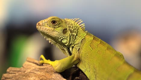 A-portrait-shot-of-an-iguana-resting-on-a-branch-with-a-nice-blurry-background