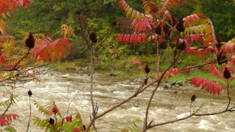 Flowing-River-Through-Autumn-Foliage-In-Ontario