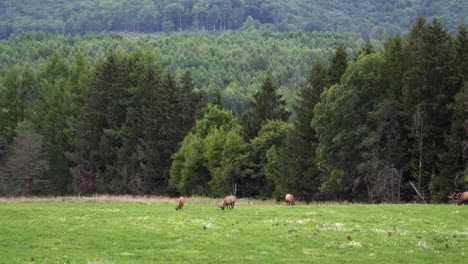 Three-bull-elk-grazing-in-a-grassy-meadow-in-the-early-evening-with-the-evergreens-and-mountains-in-the-background