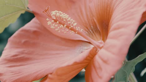 Detail-Der-Stempel-Und-Blütenblätter-Eines-Schönen,-Neu-Blühenden-Rosa-Hibiskus,-Der-Leicht-Vom-Wind-Bewegt-Wird