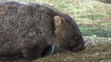 A-closeup-of-a-stocky-adult-Australian-Wombat-eating-grass-in-a-clearing