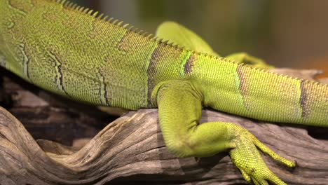 A-panning-view-of-an-iguana-as-it-is-resting-on-a-branch-at-a-zoo