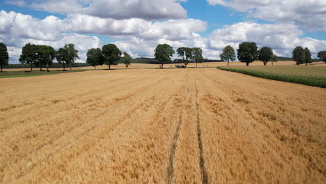 Low-aerial-dolly-in-over-wheat-field,-harvesting-season-in-Europe