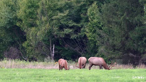 Three-bull-elk-grazing-in-a-grassy-meadow-in-the-early-evening
