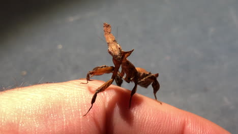 An-exotic-praying-mantis-moves-subtly-on-the-hand-of-an-insect-enthusiast,-phyllocrania-paradoxa