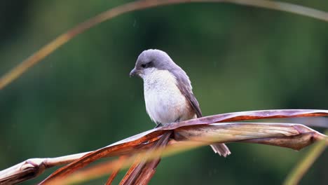 A-brown-shrike-perched-on-a-stem-of-elephant-grass-in-the-rain