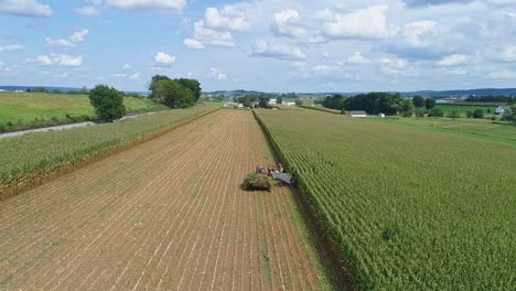 A-Drone-From-Behind-View-of-Amish-Harvesting-Their-Corn-Using-Six-Horses-and-Three-Men-as-it-was-Done-Years-Ago-on-a-Sunny-Fall-Day