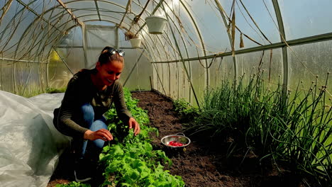 Attractive-young-woman-picking-organic-radishes-in-a-greenhouse---slow-motion
