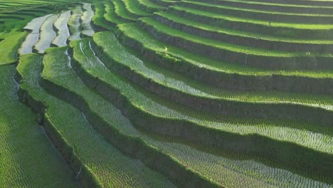 Smooth-Orbit-Drohnenschuss-Von-Grün-überfluteten-Terrassierten-Reisfeldern,-Die-Morgens-Mit-Kleinen-Jungen-Reispflanzen-Bepflanzt-Wurden