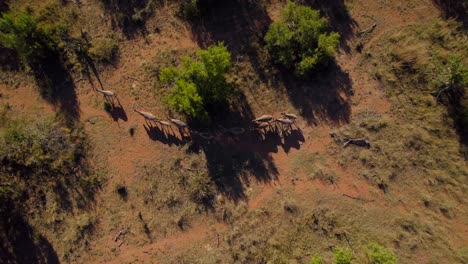 African-Zebras-Herd-Wandering-In-Arid-Savanna-Reserve,-Aerial-Top-Down