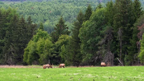 Three-bull-elk-grazing-in-a-grassy-meadow-in-the-early-evening-with-the-evergreens-and-mountains-in-the-background-2