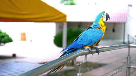 General-shot-of-a-colorful-parrot-laying-on-a-metallic-fence