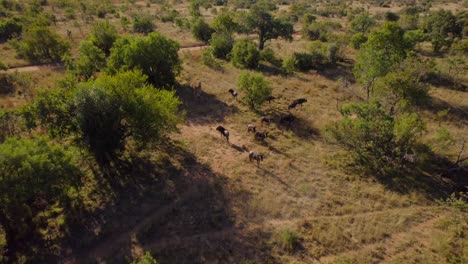 Wildebeest-And-Eland-Antelope-Gathered-In-Wild-African-Savanna,-Aerial