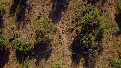 Afrikanische-Gnuherde,-Die-Im-Savannenreservebusch-Wandert,-Antenne