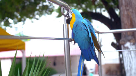 General-shot-of-a-colorful-parrot-climbing-a-metallic-fence